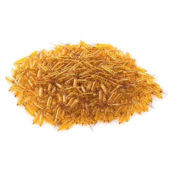 Vickerman Incandescent Mini Replacement Bulbs (500 Pack) (653975) 3 Vickerman Incandescent Mini Replacement Bulbs (500 Pack) (653975) - Image 3